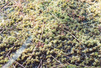 drosera rotundifolia