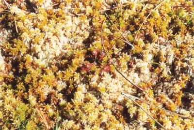 drosera rotundifolia Hostens