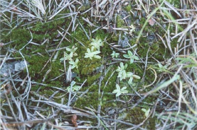 pinguicula lusitanica colonie