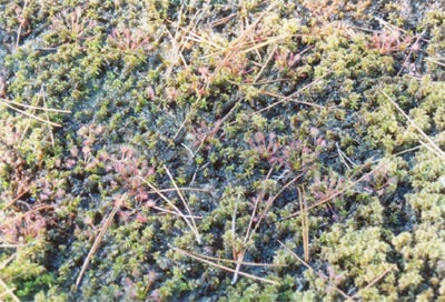 drosera intermedia en tapis