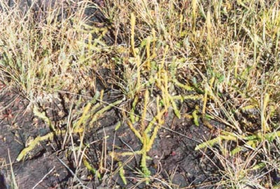 drosera intermedia et lycopodes