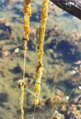 utricularia minor Hostens