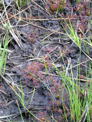 drosera intermedia colonie