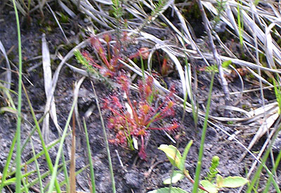 drosera intermedia aquitaine