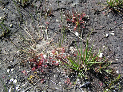 drosera intermedia