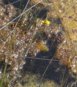 utricularia australis fleurs