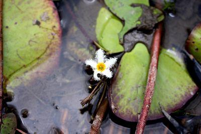 nénuphare en fleurs