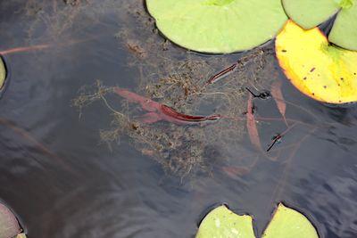 utricularia gibba atherton tablelands