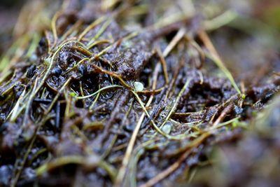 utricularia gibba pièges