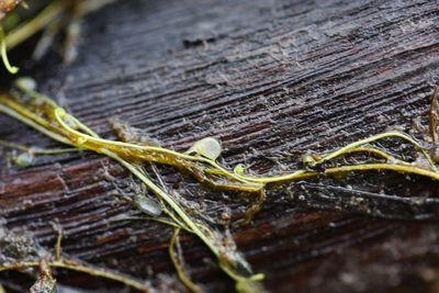 utricularia gibba QW