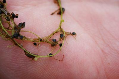 utricularia gibba cairns