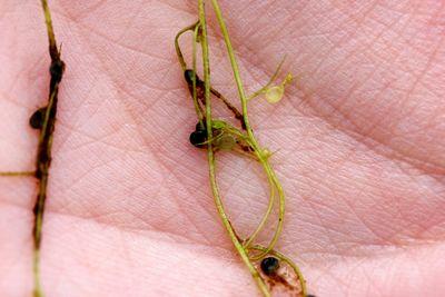 utricularia gibba utricules