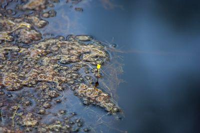 utricularia gibba fleur hors de l'eau