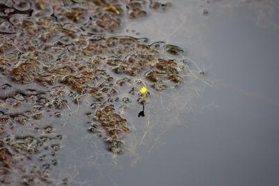 utricularia gibba australia