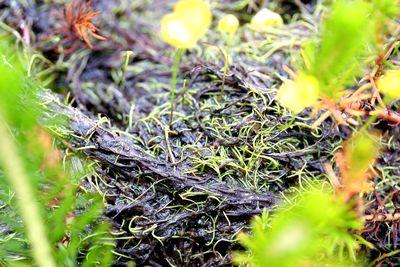 utricularia gibba berges