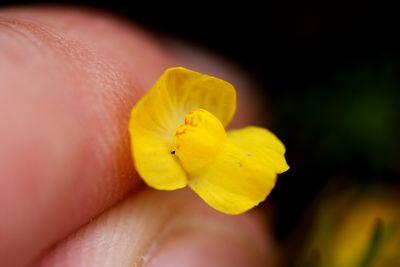 utricularia gibba macro