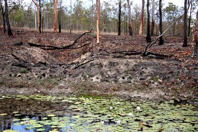 utricularia gibba queensland