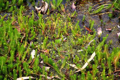 utricularia gibba atherton cairns