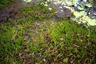 utricularia gibba en floraison