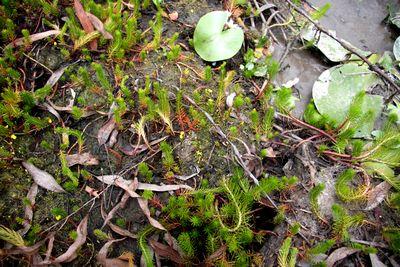 utricularia gibba bladderworts