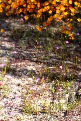 drosera gigantea groupe bunbury