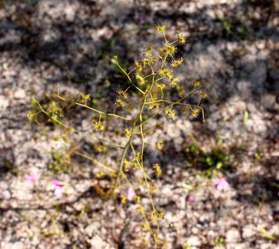 drosera gigantea apex