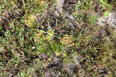 drosera glanduligera bunbury