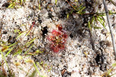 drosera nitidula