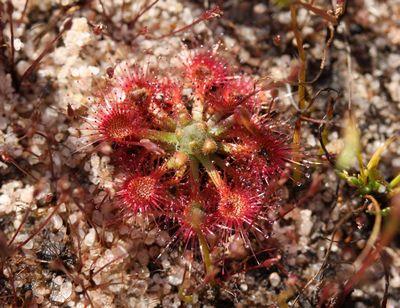 drosera nitidula australie