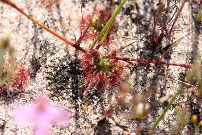 drosera nitidula polypompholyx