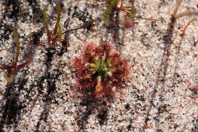 drosera nitidula bunbury