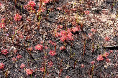 drosera nitidula groupe