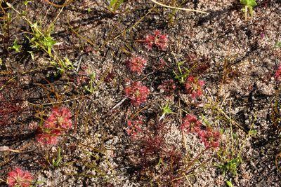 drosera nitidula perth