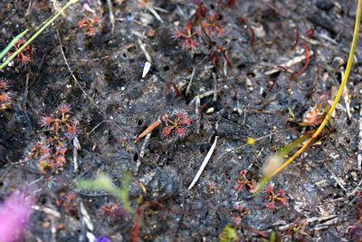 drosera nitidula jeunes plants