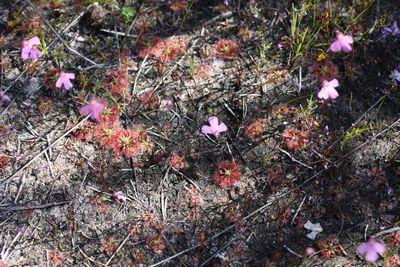 drosera nitidula utricularia multifida