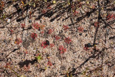 drosera nitidula australia