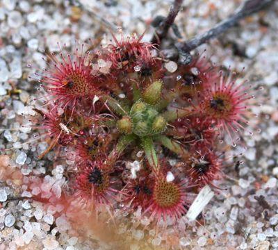 drosera nitidula captures