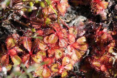 drosera tubaestylis bunbury