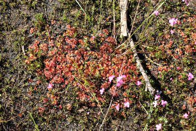 drosera tubaestylis