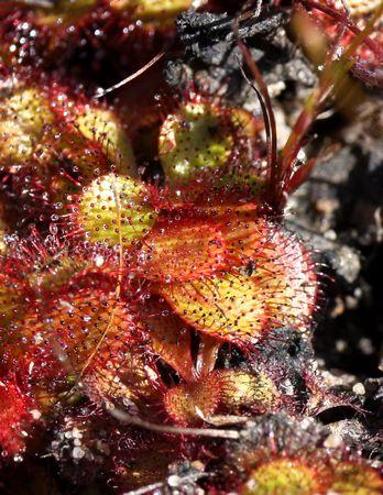 drosera tubaestylis feuilles macro