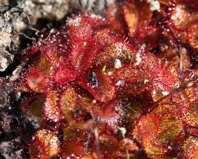 drosera tubaestylis mouche