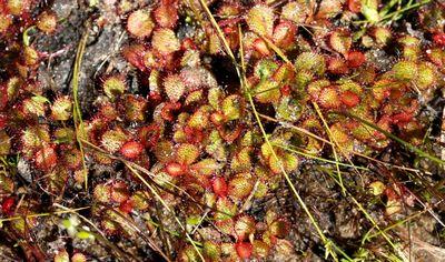 drosera tubaestylis perth