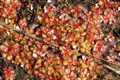 drosera tubaestylis captures