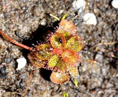 drosera tubaestylis insectes