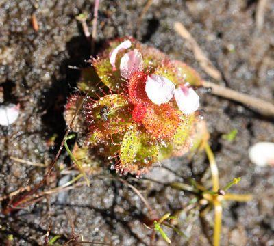 drosera tubaestylis australia