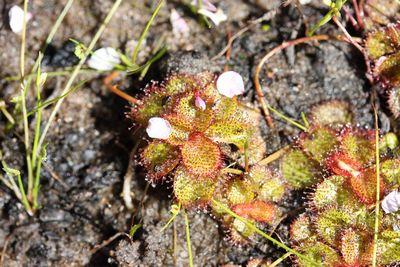 drosera tubaestylis australie