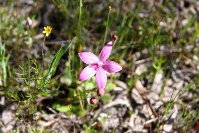 elythranthera emarginata