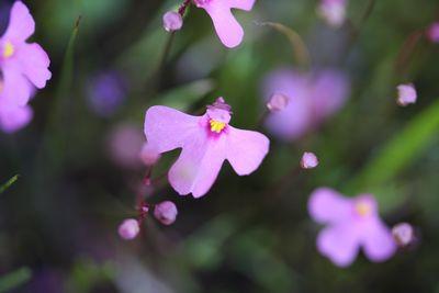 utricularia multifida