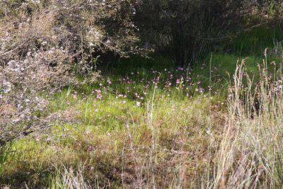 utricularia multifida arbres