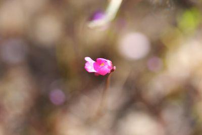 utricularia multifida fleur